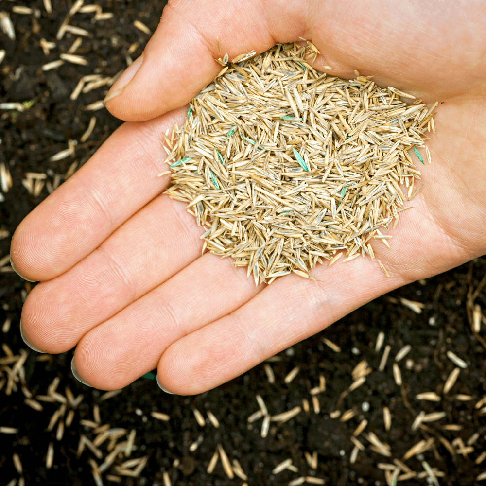 Someone holding grass seed in their hand as they're sprinkling it onto soil